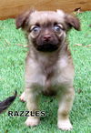 Razzles (Posh Puppy)