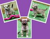 Razzles (Posh Puppy)