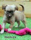 Razzles (Posh Puppy)