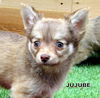 Jujube (Posh Puppy)