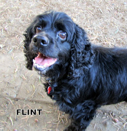 Flint (Ritzy)