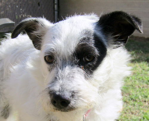 Dottie
