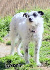Dottie