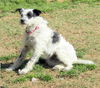 Dottie
