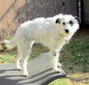 Dottie