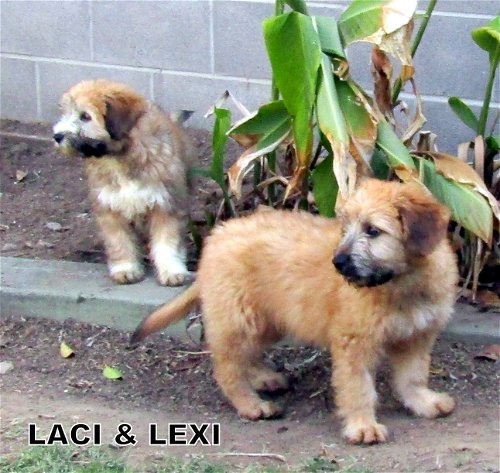Laci and Lexi (Puppy)