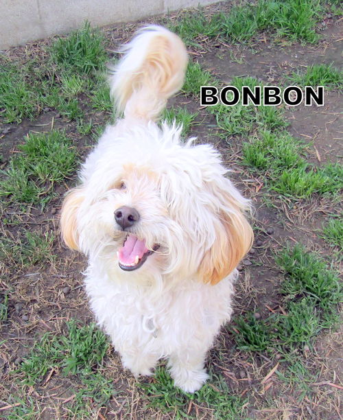 BonBon (Ritzy)