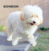 BonBon (Ritzy)