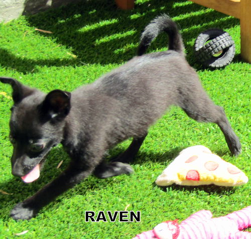 Raven (Puppy)