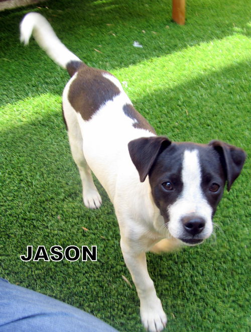 Jason (Puppy)