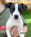 Jason (Puppy)