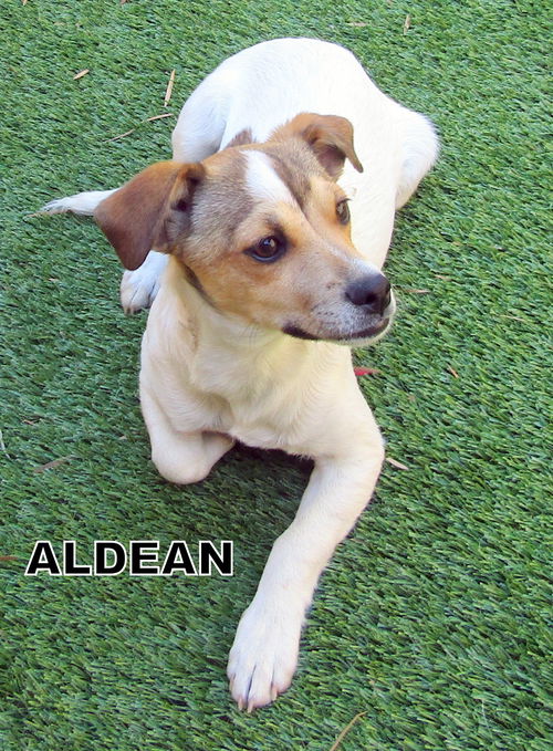 Aldean (Puppy)