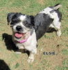 Elsie (Ritzy)