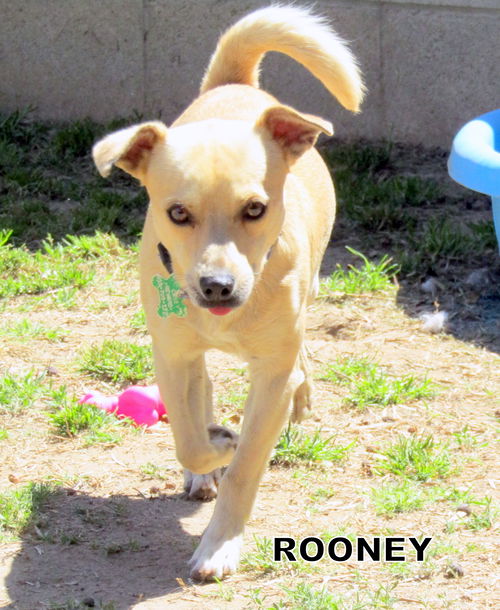 Rooney