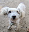 Tally (Ritzy)