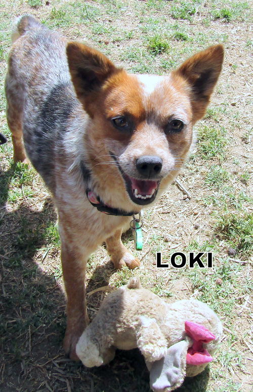 Loki