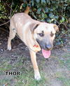 Thor