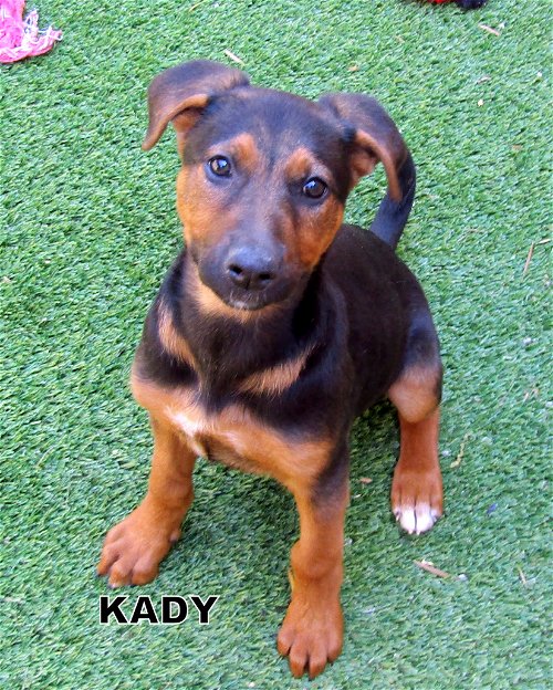 Kady (Puppy)