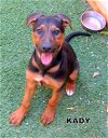 Kady (Puppy)