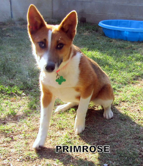 Primrose