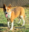 Primrose