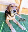 Leroy Brown (Puppy)