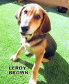 Leroy Brown (Puppy)