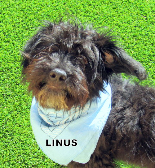 Linus (Ritzy)