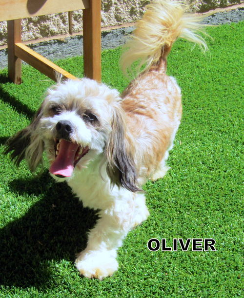 Oliver (Ritzy GrandPaws)