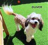 Oliver (Ritzy GrandPaws)