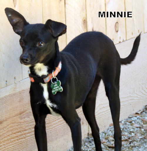 Minnie