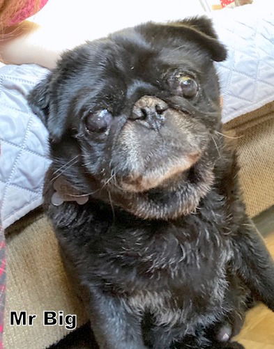 Mr. Big (Ritzy GrandPaws)