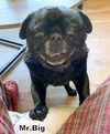Mr. Big (Ritzy GrandPaws)