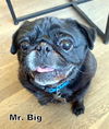 Mr. Big (Ritzy GrandPaws)