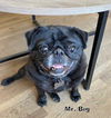 Mr. Big (Ritzy GrandPaws)