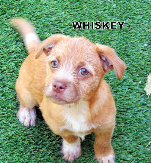 Whiskey