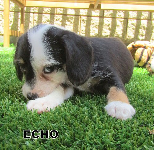 Echo (Puppy)