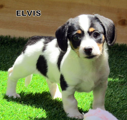 Elvis (Puppy)