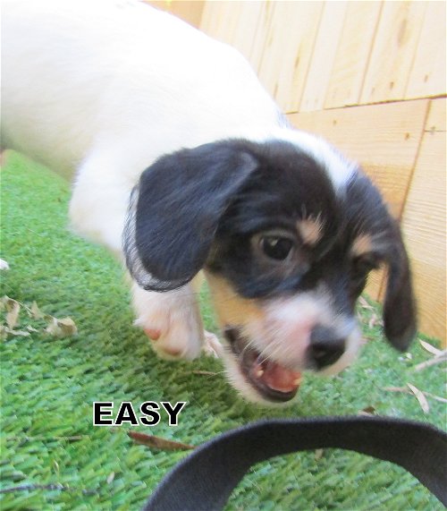 Easy (Puppy)