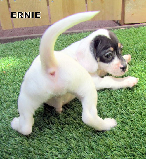 Ernie (Puppy)