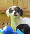 Ernie (Puppy)