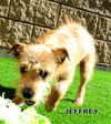 Jeffrey (Puppy)