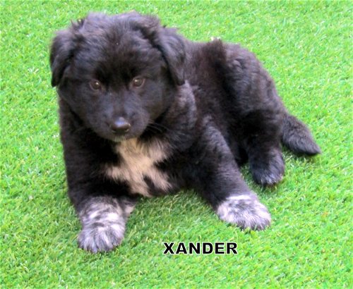Xander (Puppy)