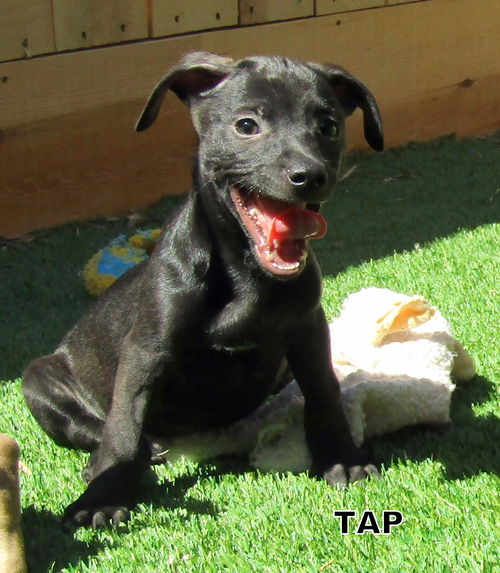 Taps (Puppy)