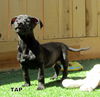 Taps (Puppy)