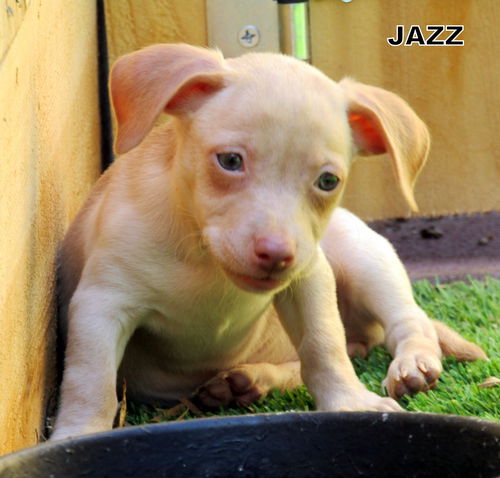 Jazz (Puppy)