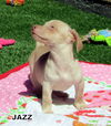 Jazz (Puppy)