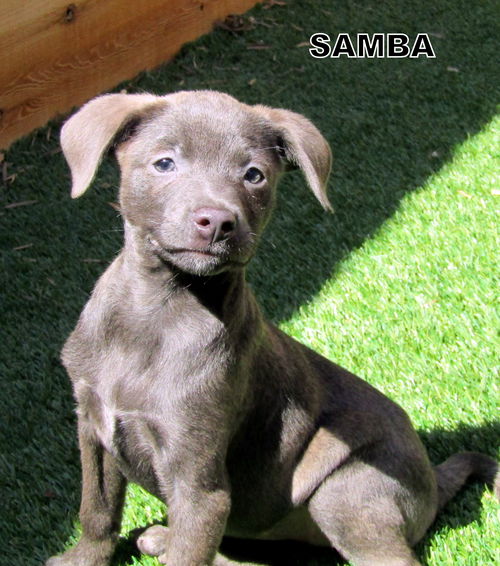 Samba (Puppy)