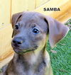 Samba (Puppy)