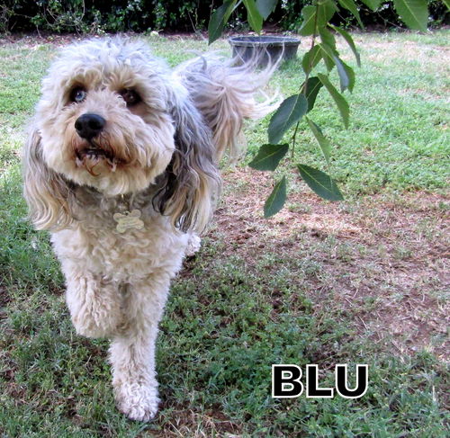 Blu
